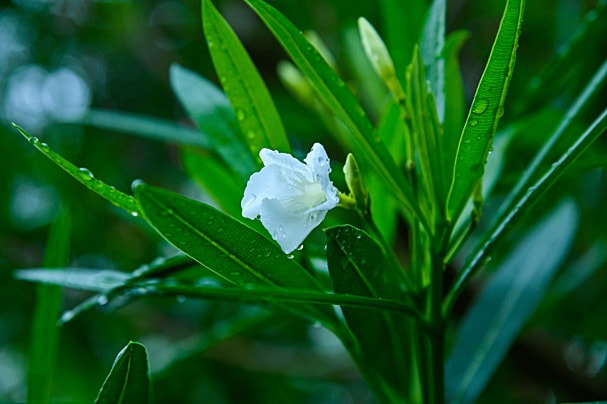 Product: Oleander (Nerium oleander)